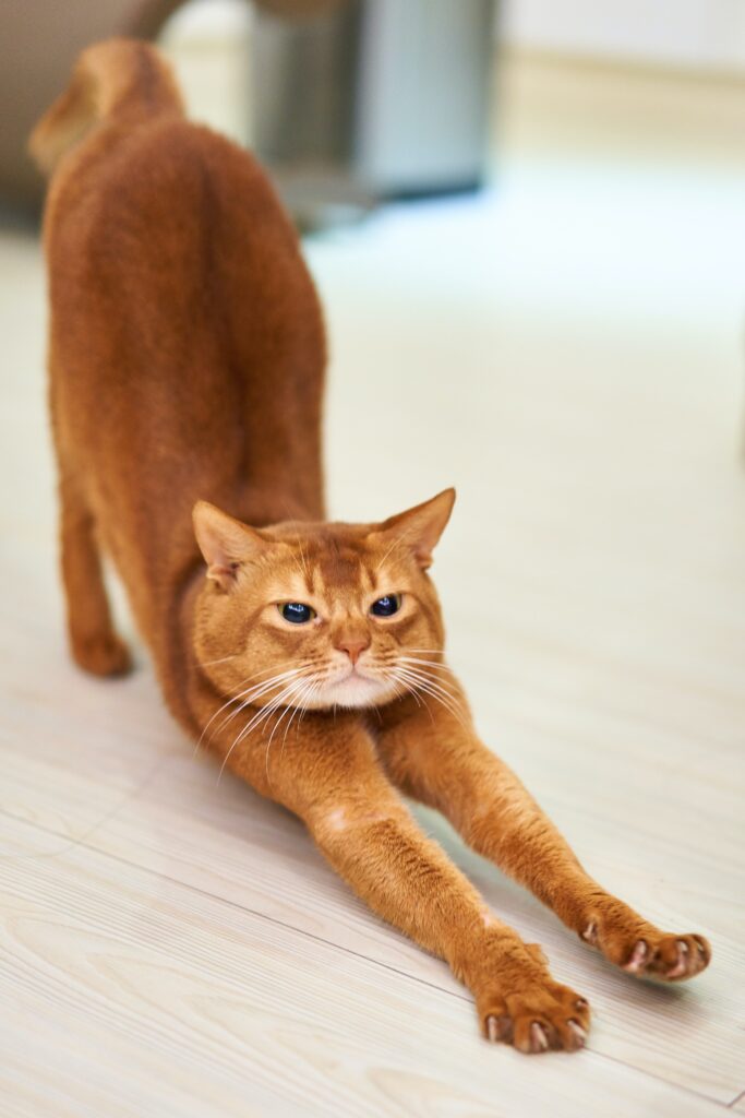 giảm cân tự nhiên